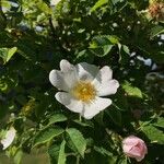 Rosa corymbifera Цвят