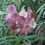 Vanda coerulescens Cvet