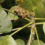 Erythrina globocalyx Vaisius