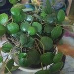 Peperomia rotundifolia List