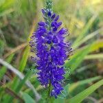 Veronica longifoliaFlors