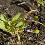 Solenopsis laurentia 形態