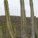 Euphorbia canariensis Plante entière