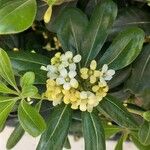 Pittosporum tobira花