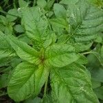 Amaranthus blitum ഇല