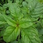 Amaranthus blitum Blad