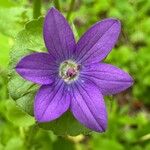 Triodanis perfoliata Flor