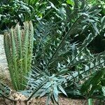 Encephalartos horridus Hábitos