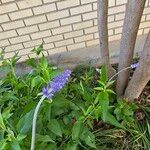 Salvia farinacea Bloem