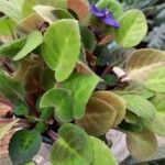 Saintpaulia ionantha Hoja