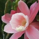 Disocactus phyllanthoides Blüte