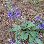 Salvia verbenaca 整株植物