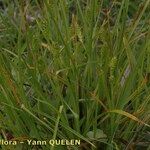 Carex punctata Habitatea