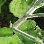 Pelargonium tomentosum Corteza