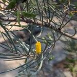 Acacia aneura Flower