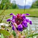 Scutellaria alpinaFlower