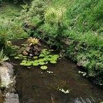 Nymphaea lotus 葉