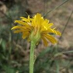 Crepis conyzifolia Flower