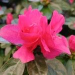 Rhododendron simsii പുഷ്പം