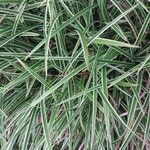 Carex morrowii 葉