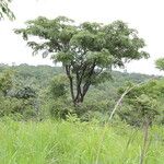 Pterocarpus angolensis Hábito
