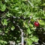 Ribes quercetorum Frucht