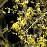 Forsythia intermedia Habitatea