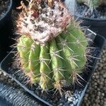 Melocactus schatzlii Ліст
