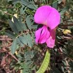 Tephrosia grandiflora Květ
