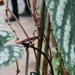 Cissus discolor Bark