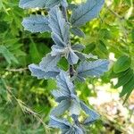 Teucrium scordium Likasa