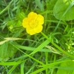 Ranunculus acrisFloare