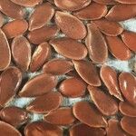 Linum usitatissimum Other