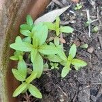 Epilobium tetragonumLeaf