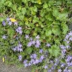 Campanula garganica Hábito
