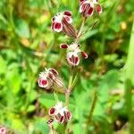 Silene gallica Blüte