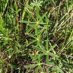 Lupinus argenteus Leaf