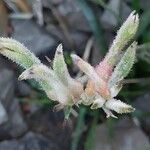 Anigozanthos flavidus Flower