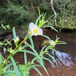 Ludwigia decurrens Leaf