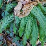 Blechnum spicant Hostoa