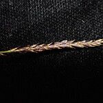 Carex esenbeckii Fruit