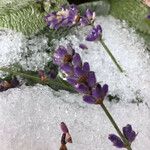 Lavandula angustifolia Fleur