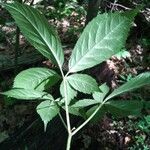 Panax quinquefolius Blatt