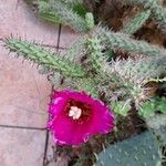 Opuntia imbricata Flower