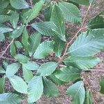Fagus orientalis Frunză