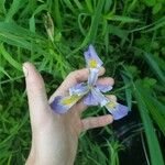 Iris virginica Kvet
