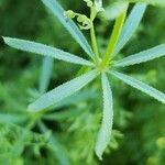 Galium tricornutum Blatt