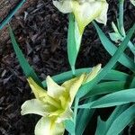 Iris lutescens फूल