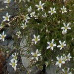 Arenaria grandiflora फूल
