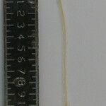Dicliptera paniculata Žiedas